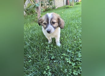Nell - auf den Feld gefunden
