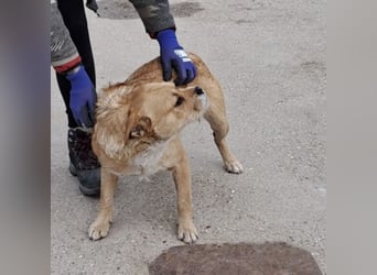 KUBA -  SUCHT EINEN KUSCHELPLATZ