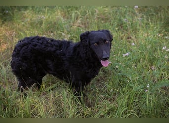 Chip 2277422: Sucht ein Zuhause