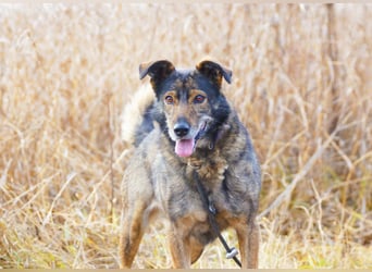 Fröhliche und verschmuste Hündin Lucy❤️sucht Pflege- oder Endstelle