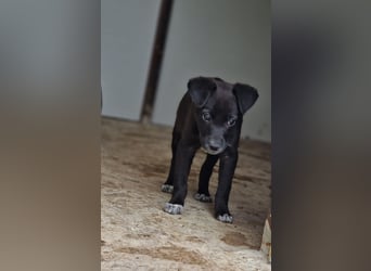 Vento, 3 jähriger Bub, SH ca. kniehoch, neugierig, verspielt, sozial