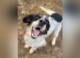 Milo - freundlicher Setter sucht sein Für-immer-Zuhause