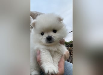 Süße Pomeranian Zwerkspitz Welpen 