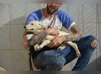 Pipa, unglaublich herzige Rasselbande sucht ihr Glück
