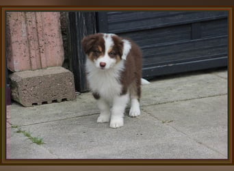 Australian Shepherd - Traumwelpen -KEINE Arbeitslinie-aus langjähriger Familienaufzucht.