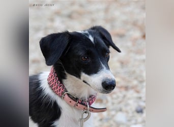 Die schüchterne Zseda sucht einfühlsame Menschen mit nette Hunden !