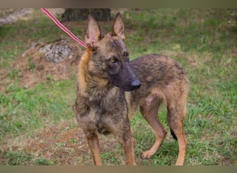 Chip 231769: Sucht ein Zuhause
