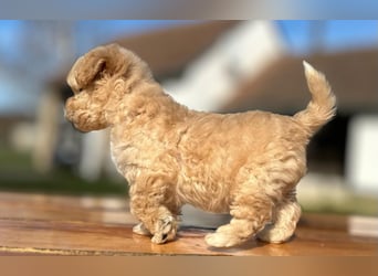 Rarität. Echte Teddybär Maltipoo Welpen in tollem Apricot abzugeben. Malteser/Pudel