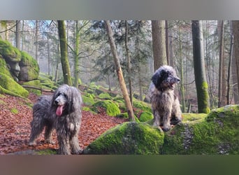 Doodle Bergamasker Barbet Mix Bergamasco Franz. Wasserhund Bergadoodle für Allergiker nicht haarend