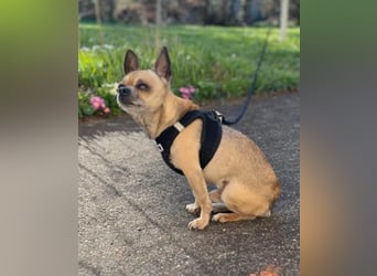 Soni (Chihuahua)