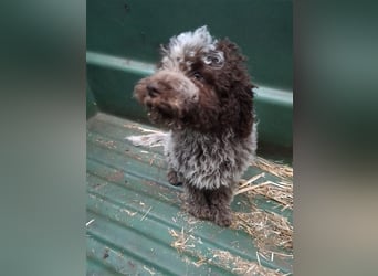 Lagotto Romagnolo Welpen, 4 Hündinnen suchen ein Zuhause