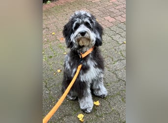 Australiandoodle - Traumwelpen aus langjähriger Familienaufzucht. KEINE Arbeitslinie.