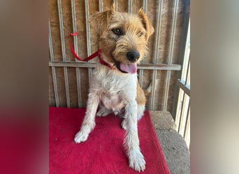 ❤️ superlieber Familienhund FLIP - 1,5 Jahre, 45cm - Foxi-Mix