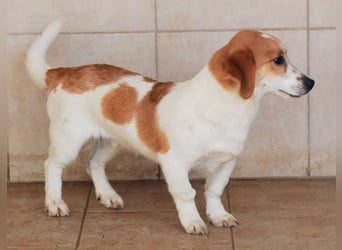 Muffin sucht ein Kuschel-Zuhause!