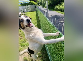 Lino, ein perfekter Begleiter