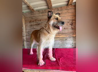 Nicsa, Schnauzer-Mix, Hündin, geb. am 01.04.2023, 50 cm