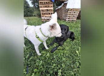 Berni - ein absoluter Traumhund