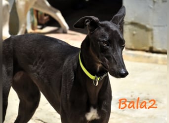 Bala2 10/2023 (ESP) - zärtliche, soziale und vornehme junge Galga!