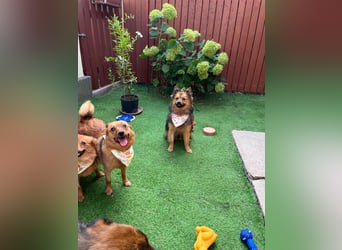 Lilo SR – Verspielte Spitzdame sucht liebevolles Zuhause