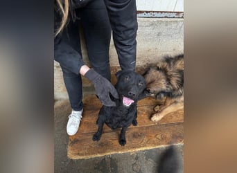 LIO sucht ein Zuhause oder Pflegestelle