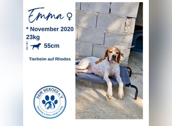 Süße und liebevolle Pointer Mix Hündin EMMA sucht eine Familie