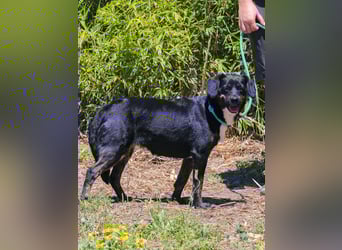 Joia, Mix Labrador / Appenzeller Sennenhund, lieb und sozial