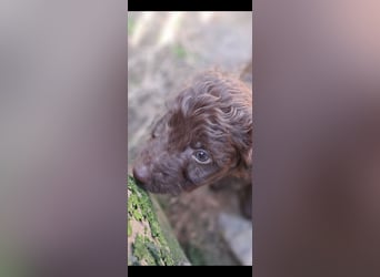 11 putzmuntere Aussiedoodles