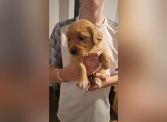 Golden Retriever Welpen