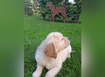 Goldenretrieverwelpen - 3 stramme Burschen suchen ein Zuhause