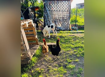 Hübsche Iris sucht liebe Familie