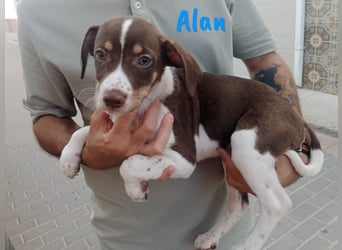 Alan geb. 03/2025 (ESP) - neugieriger süßer Ratonero Bodeguero Andaluz Welpe!
