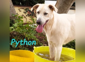 Python geb. 10/2023 (ESP Pflegestelle) - verspielter und menschenbezogener Junghund!