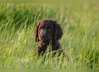 Irish Water Spaniel Welpen / Nichthaarend / FCI - VDH Zucht