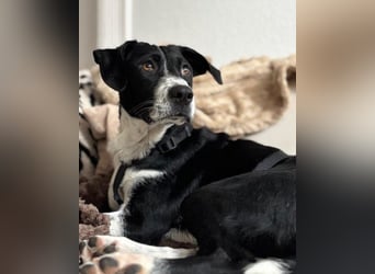 Wunderbare ♥♥ Wilma ♥♥ wartet bereits in 04157 Leipzig auf ihre Für-Immer-Menschen