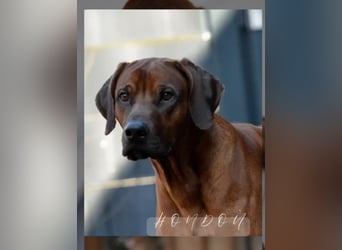 Genetisch Gesunde Rhodesian Ridgeback Welpen erwartet Mitte März 