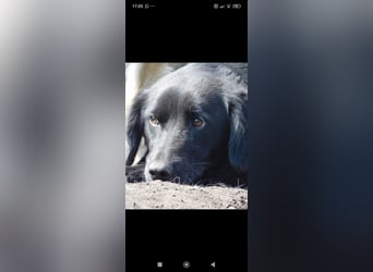 Nika - Mischling aus  Labrador und Spaniel sucht ein echtes Zuhause.