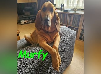 Notfall Murfy geb. 12/2019 (in Belgien) - Sabueso Espanol Rüde sucht DRINGEND ein Zuhause!