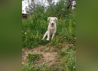 Puffo: „Und wann fahre ich nachhause?“