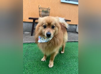 Charlie SR - Süßer Schatz sucht liebevolles Zuhause!