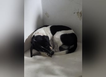 Benny sucht seine aktiven Menschen