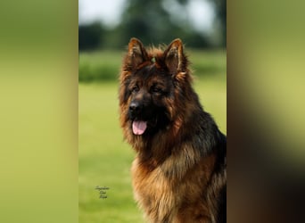 Deutscher Schäferhund