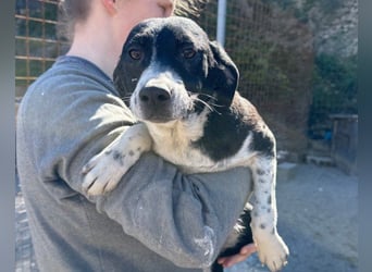 Wunderbare ♥♥ Wilma ♥♥ wartet bereits in 04157 Leipzig auf ihre Für-Immer-Menschen