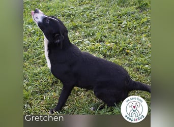 Gretchen: kennt nur das Tierheim