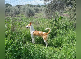 Jumanji – neugieriger Podenco mit liebevollem Wesen