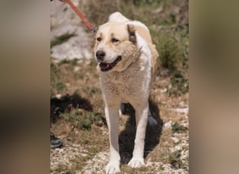 Jack ❤️ sichere Heimat gesucht!