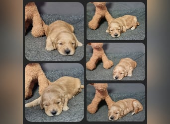 GOLDENDOODLE Traum ! Bezaubernde Welpen aus langjähriger+überprüfter Familienaufzucht.