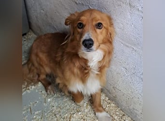 TORO, SENSIBLER RÜDE SUCHT ZUHAUSE