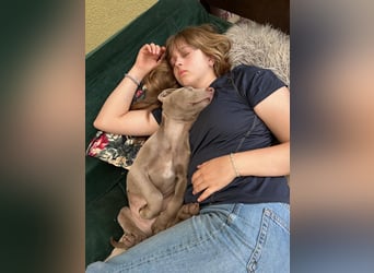 Weimaraner-Mix Welpen aus liebevoller Verpaarung – 12 kleine Wunder suchen ihr Zuhause