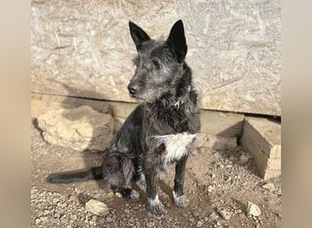 ❤️ außergewöhnliche Schönheit KORMA - 9,5 Jahre, 46cm/20kg - SchnauzerMix