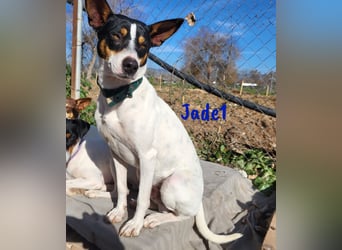 Jade1 04/2022 (ESP) - menschenbezogener, kleiner Ratonero Bodeguero Andaluz!